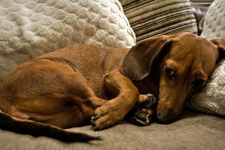 Опухшие гланды у собак: симптомы и лечение