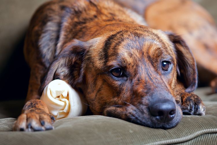 Опущение матки у собаки: причины и лечение