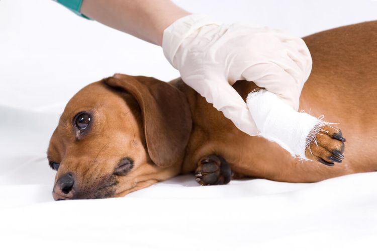 Вывих или растяжение связок лапы у собаки: симптомы и лечение