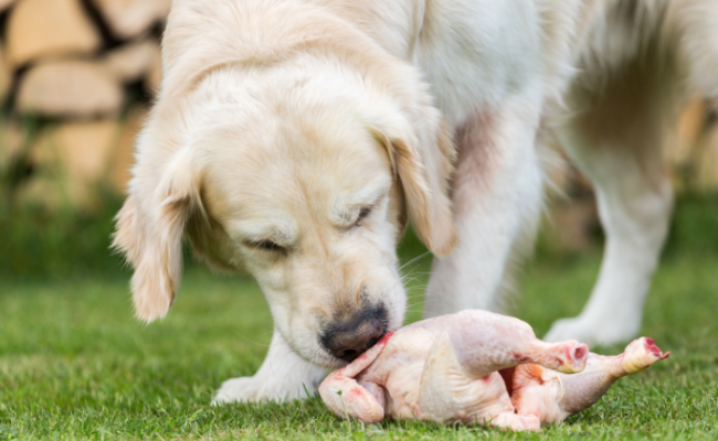5 самых популярных мифов о курице в рационе собаки-стоит ли ее бояться?