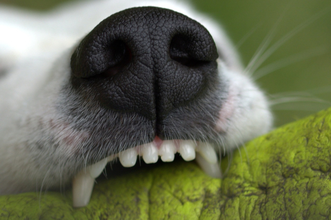 Pies wbija zęby w gryzak. Siła nacisku szczęk psa jest bardzo duża, dlatego najlepiej ukierunkować ją na odpowiednie przedmioty już w młodym wieku psa.