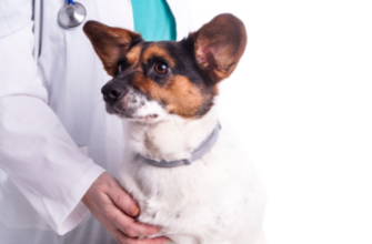 Болезнь Аддисона (цисавия) у собак - симптомы, прогноз