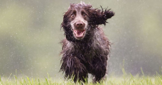 Mokry pies biegnie z radością. Psy myśliwskie z reguły uwielbiają wodę i chętnie się w niej bawią.
