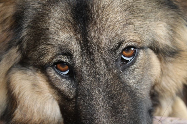 Zdrowe oczy psa, białko oka jest białe, a rogówka szklista.