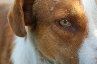Что означают красные глаза у собаки?