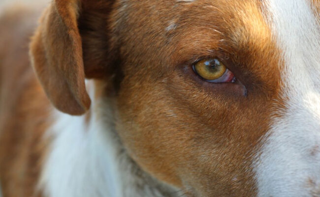 Что означают красные глаза у собаки?