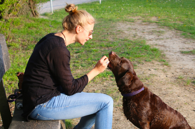  Hodowcy i trenerzy podkreślają, że w wychowywaniu psów podstawą jest pozytywne motywowanie i nagradzanie pupila. Użycie kantara jest formą kary i nie powinno w żadnym przypadku stać się jedną z głównych metod tresury.