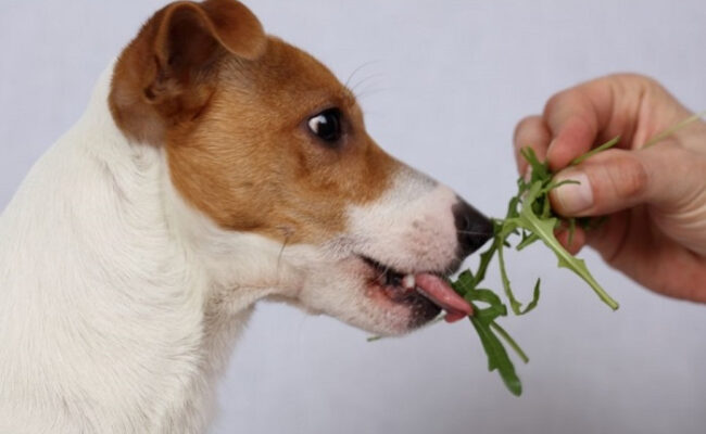Может ли собака быть вегетарианкой?