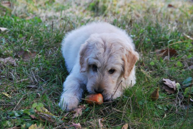Pies je marchewkę na trawie