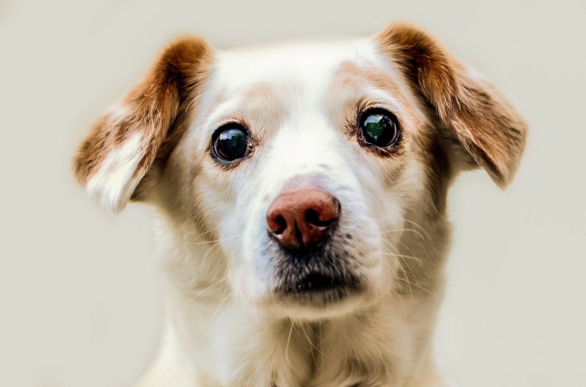 Oczy psa są wyposażone w kanaliki łzowe, dzięki którym wydzielają łzy.