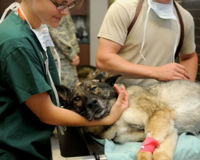Pies podczas operacji w klinice weterynaryjnej,