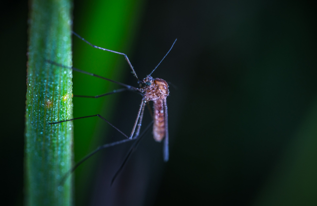Do zakażenia dirofilariozą dochodzi poprzez ukąszenie komara, w którego organizmie pasożyty osiągają formę inwazyjną.