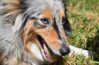 Почему собака ест траву? Что это может означать?