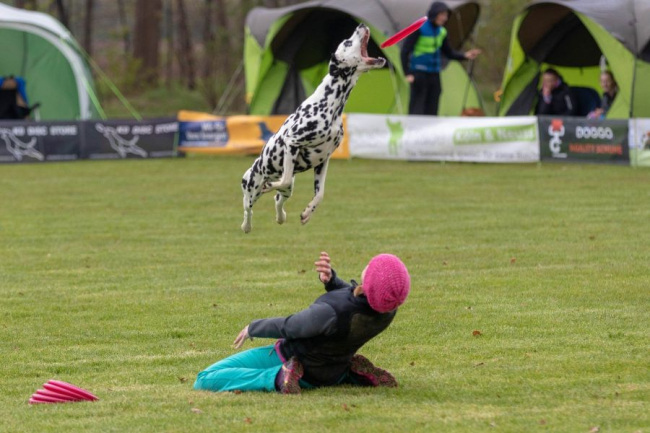Dalmatyńczyk w locie łapie frisbee, przeskakując nad opiekunem.