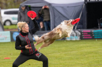 Dogfrisbee - что такое летающие собаки? Как сделать тренировку dogfrisbee шаг за шагом?