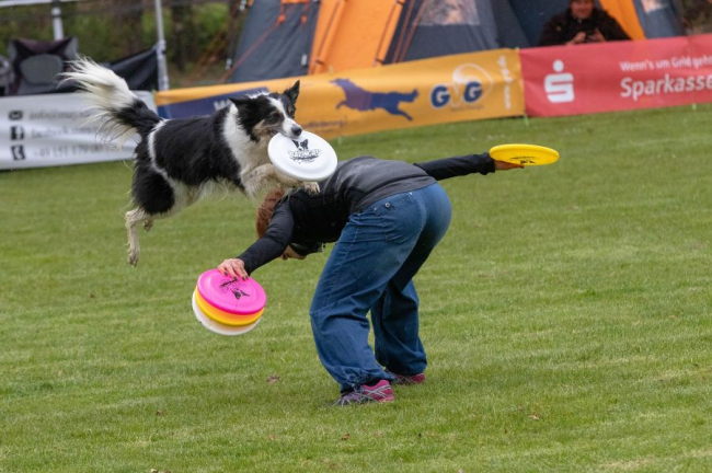 Border collie wskakuje na plecy opiekuna, aby złapać dysk podczas treningu frisbee.