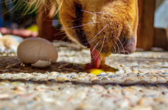 Яйцо для собаки - в какой форме собака может есть яйца и полезно ли это? Съедобна ли яичная скорлупа?