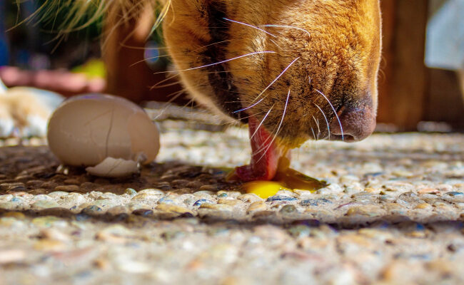 Яйцо для собаки - в какой форме собака может есть яйца и полезно ли это? Съедобна ли яичная скорлупа?