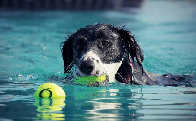 Как ухаживать за собакой в жаркую погоду? Советы ветеринара
