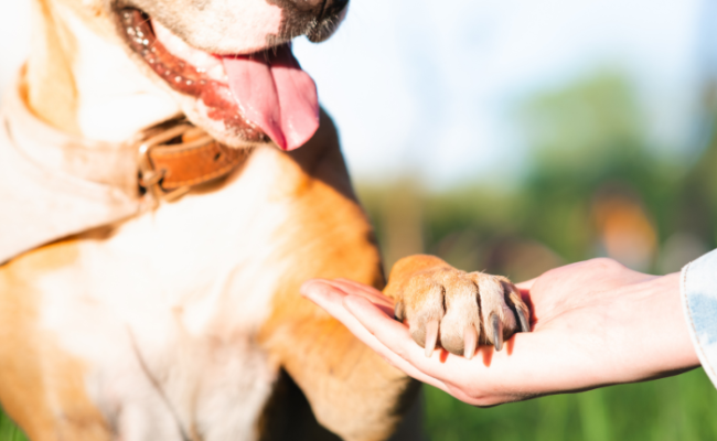 Как научить собаку давать лапу? Полезные трюки