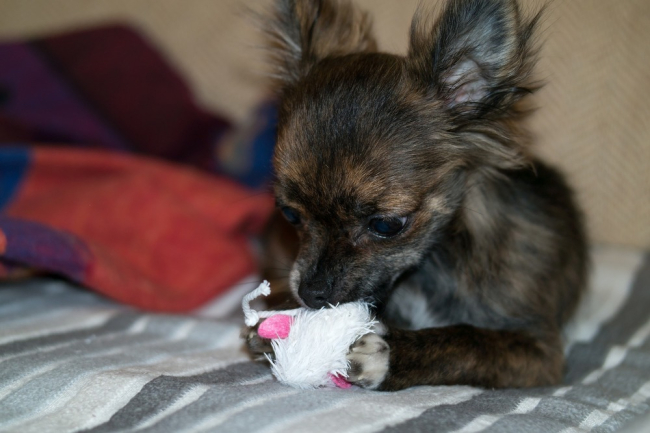 Chihuahua gryzie zabawkę. Dla szczeniaka powinno się dawać małe zabawki, przeznaczone dla małych psów.