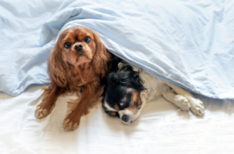 Как отучить собаку спать в постели? Пошаговые советы