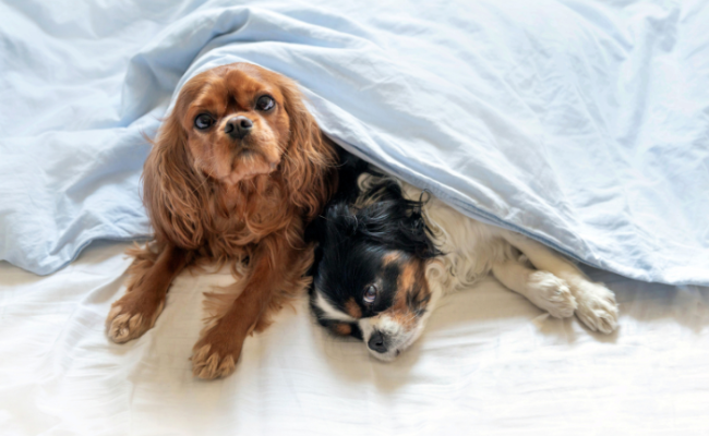 Как отучить собаку спать в постели? Пошаговые советы