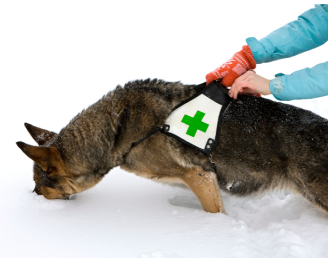 Как работают спасательные собаки? Знайте разделение и рекомендуемые породы
