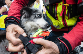 Как работают спасательные собаки? Знайте разделение и рекомендуемые породы