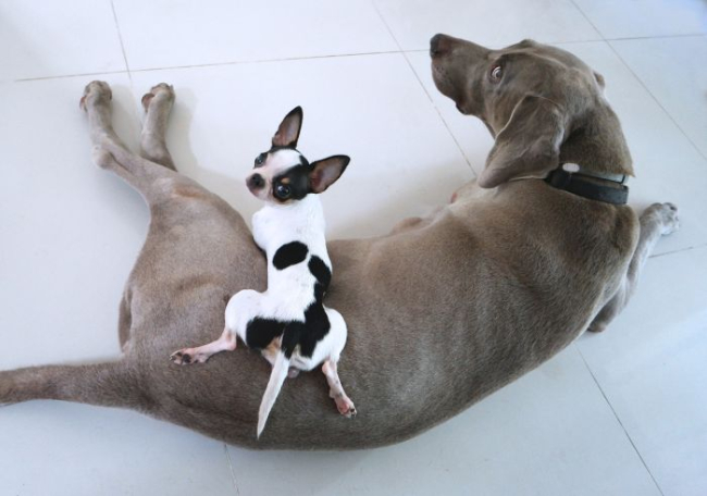 Chihuahua leży na psie rasy dużej.
