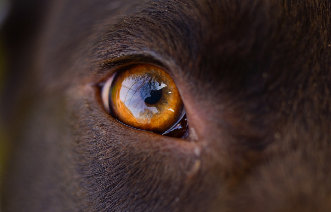 Rogówka oka psa jest bardzo duża. Duża powierzchnia pozwala na duży rozmiar źrenic, ci ułatwia widzenia w nocy i przy słabym świetle.