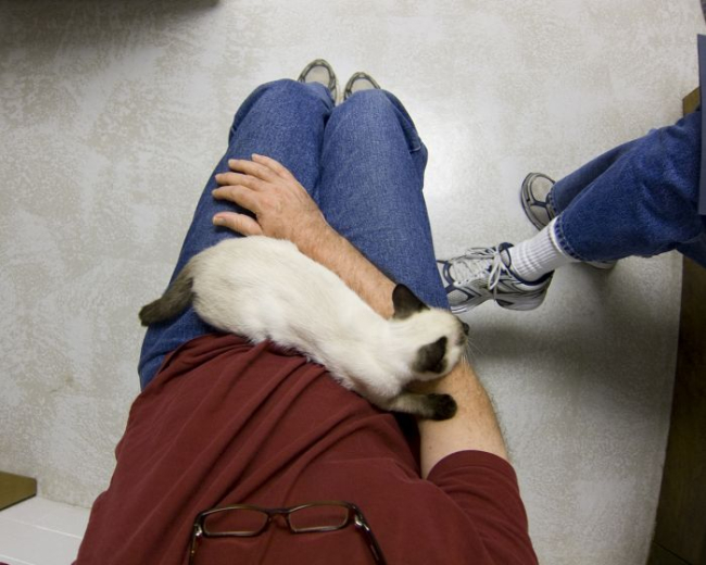 Kot na kolanach opiekuna w klinice weterynaryjnej.