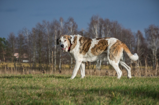 Pies rasy olbrzymiej stoi na polanie. Psy olbrzymie są znacznie częściej narażone na choroby stawów.