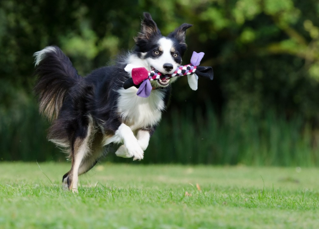 Młody pies z zabawką, wysoko skacze, może być narażony na upadek i problemy ze stawami