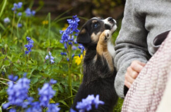 Какие растения ядовиты для собаки? Посмотрите, на какие цветы и растения нужно обратить внимание!