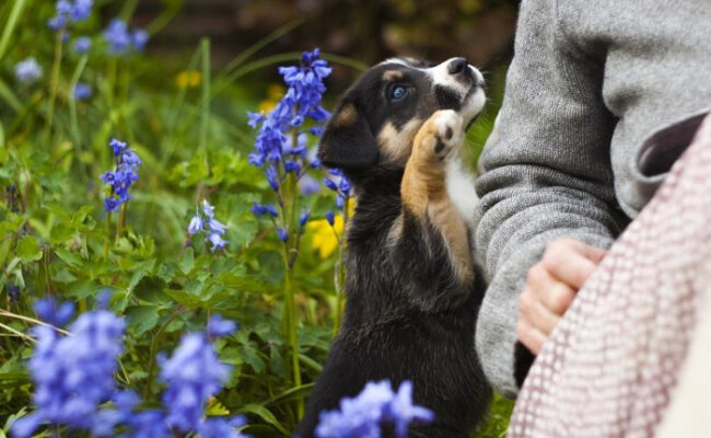 Какие растения ядовиты для собаки? Посмотрите, на какие цветы и растения нужно обратить внимание!