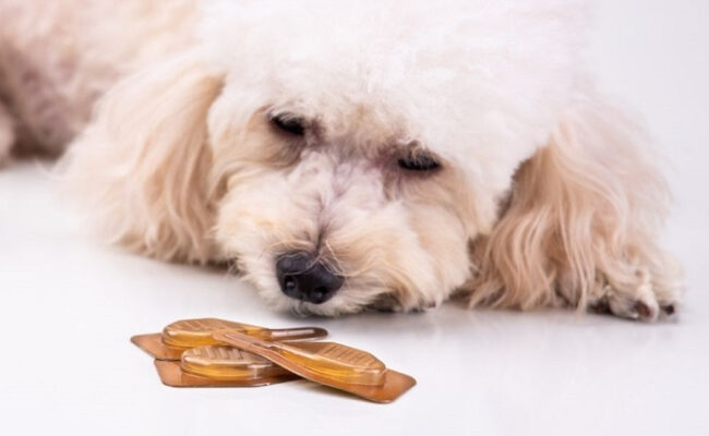 Какими свойствами обладает биотин для собак?