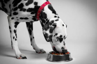 Корм для собак с высоким содержанием белка - зачем кормить собаку белковыми продуктами?