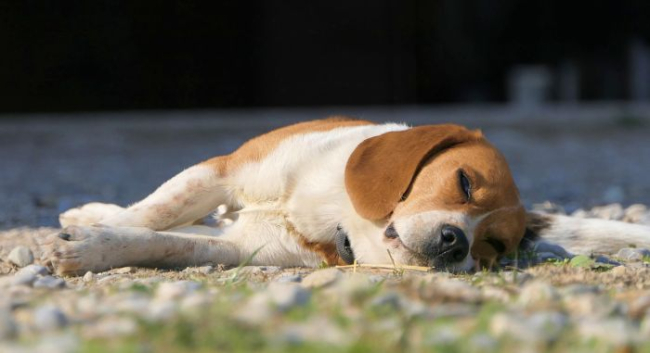 Beagle śpi na trawniku