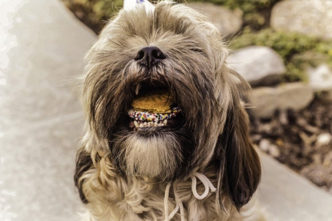 Shih tzu trzyma w zębach ciastko z posypką. Słodycze są szkodliwe dla psów i mogą powodować komplikacje z układem pokarmowym