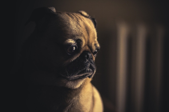 Smutny mops na w zaciemnionym pokoju. Mopsy są rasą psów dosyć chorowitą, często mogą odczuwać dyskomfort szczególnie ze strony układu pokarmowego.