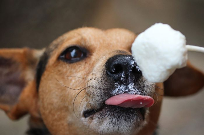 Pies liże śnieg uformowany w loda.