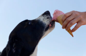 Мороженое для собак-мы раскрываем их секреты