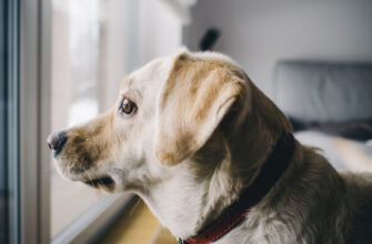 Тревога разлуки у собаки – симптомы, причины, способы лечения