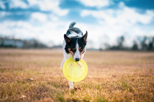 Pies aportuje frisbee.