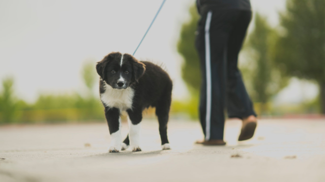 Aby nauczyć psa czystości należy jak najczęściej wychodzić z nim na spacery, a gdy się tam załatwi - nagrodzić go.