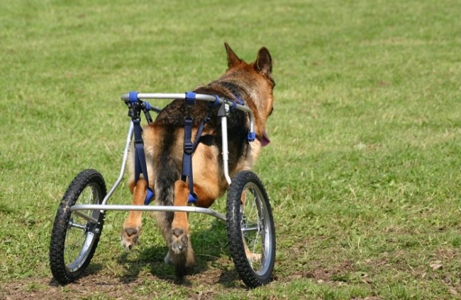Wózek inwalidzki dla psa.
