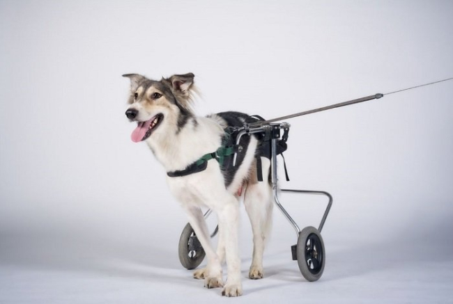 Pies na wózku inwalidzkim.