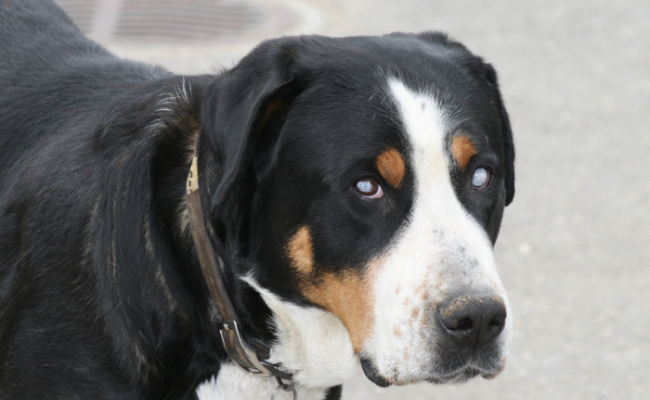 Слепая собака – как ей помочь и облегчить жизнь?