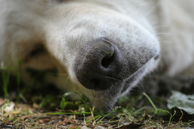 Nos u psa zazwyczaj jest wilgotny, ponieważ pies często go liże.